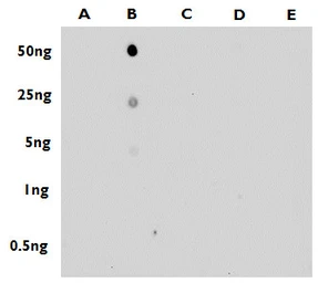 Anti-5-Methylcytosine / 5-mC antibody used in Dot blot (Dot). GTX128455